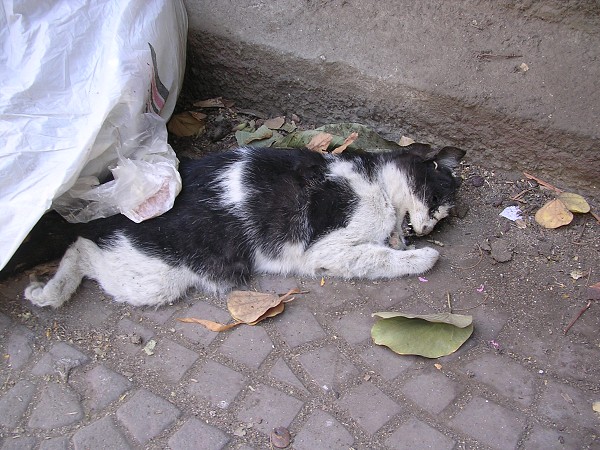 Egypt 2007