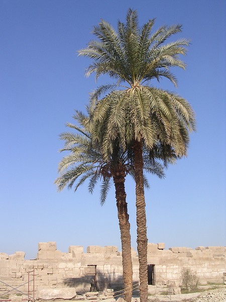 Egypt 2007