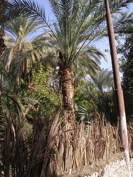 Egypt 2007